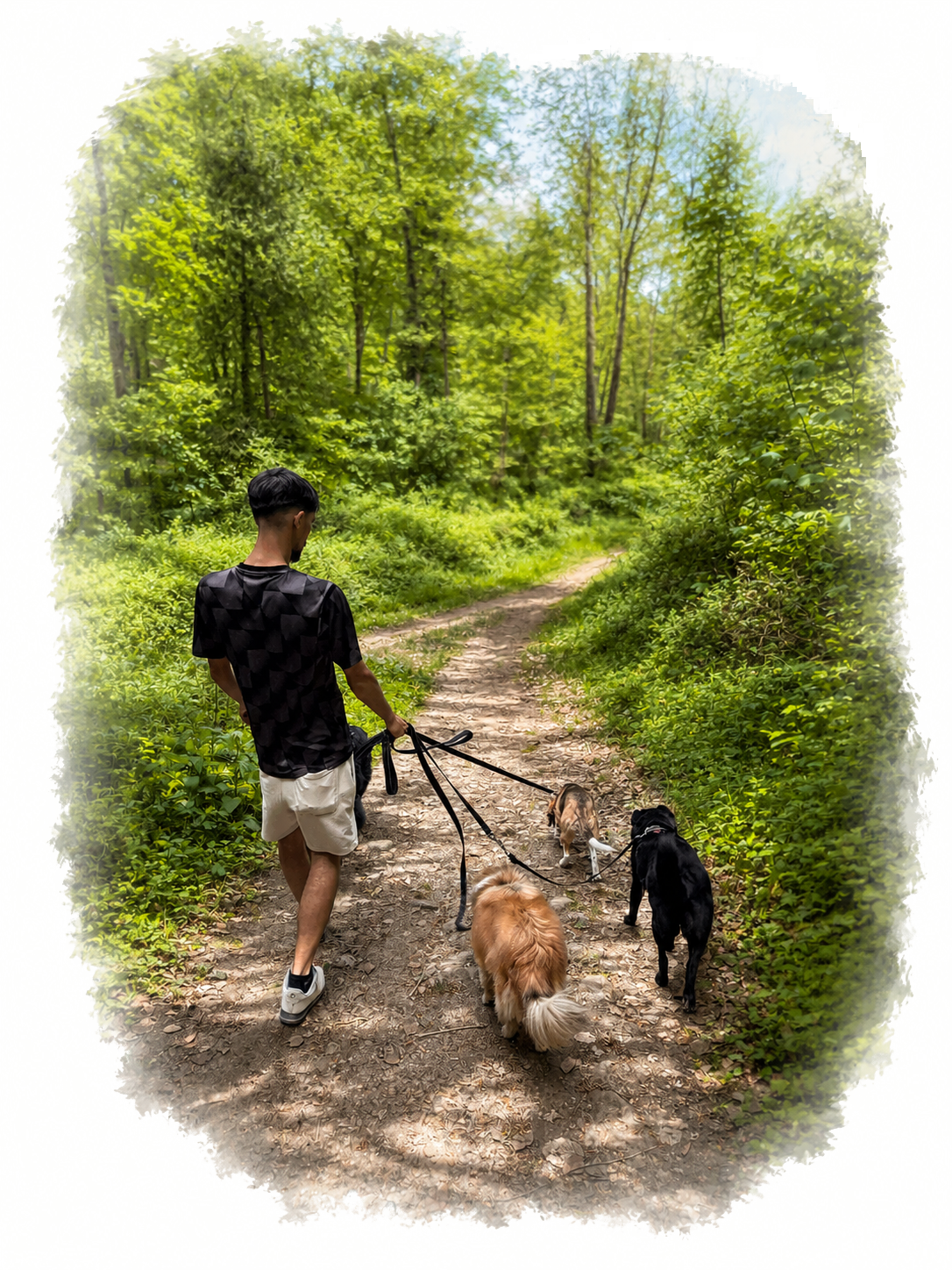 DogWalking Luxembourg — promenade de chiens